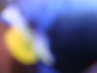 Foto/Print