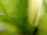 Foto/Print
