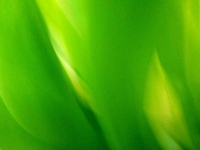 Foto/Print