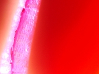 Foto/Print